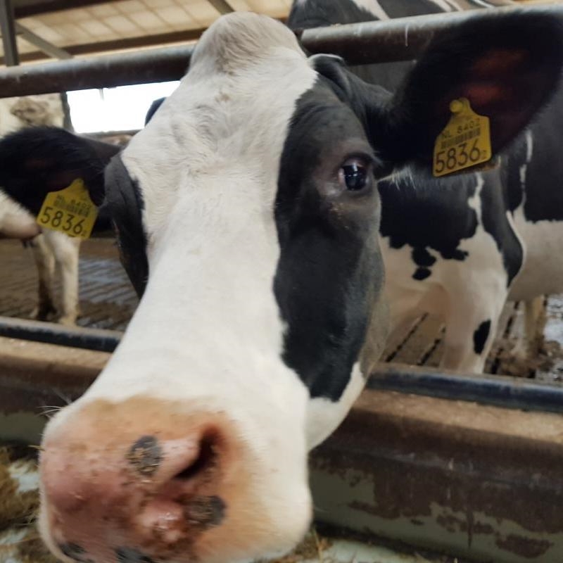 Boerderij Het Lansingerland