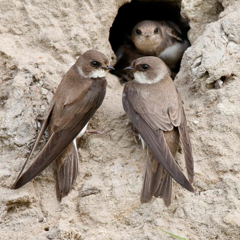 Biodiversiteit aan de Rotte met Oeverzwaluwen