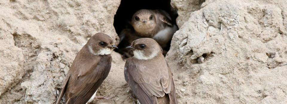 Biodiversiteit aan de Rotte met Oeverzwaluwen