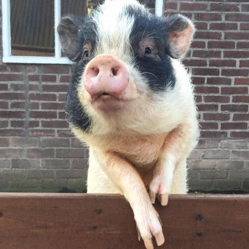 Kinderboerderij de Blijde Wei