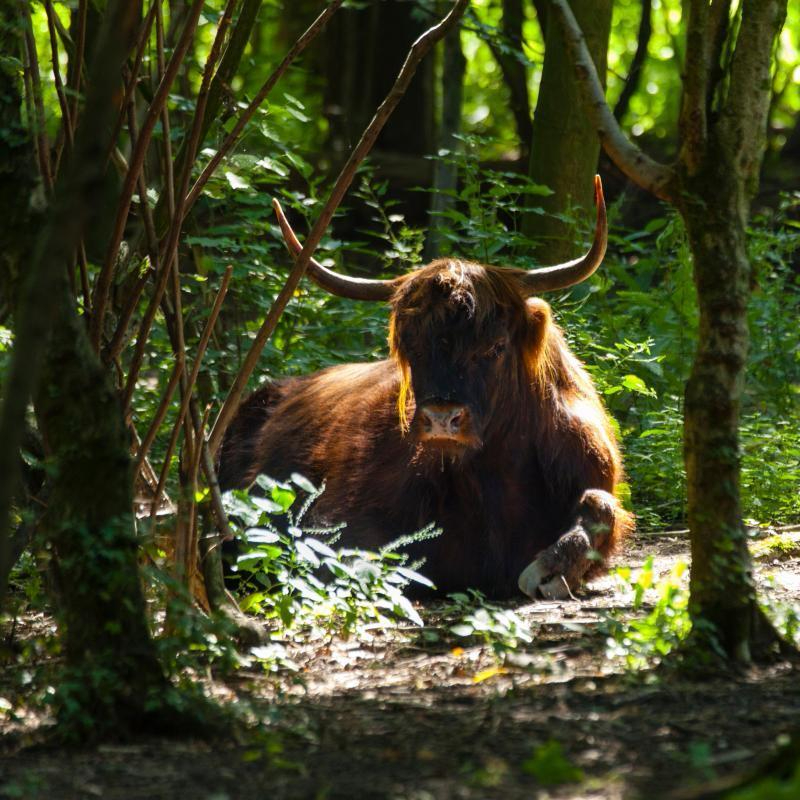 Schotse Hooglander Lage Bergse Bos