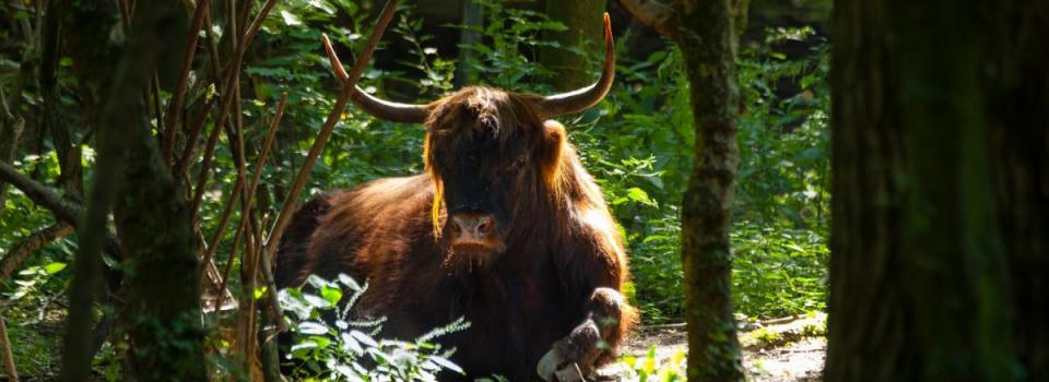 Rondje Lage Bergse Bos