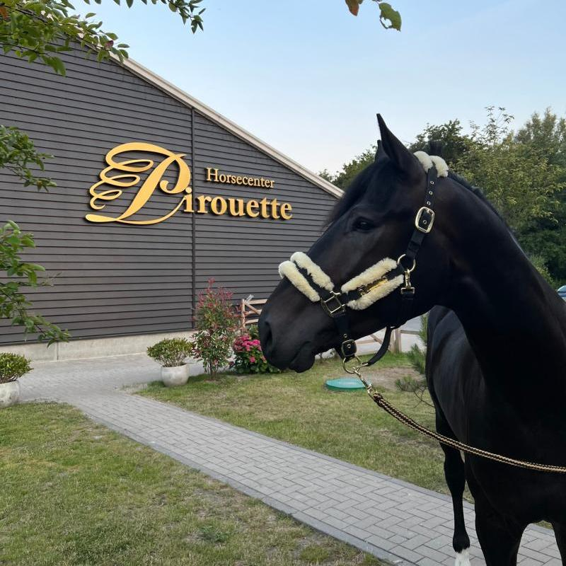 Horsecenter Pirouette