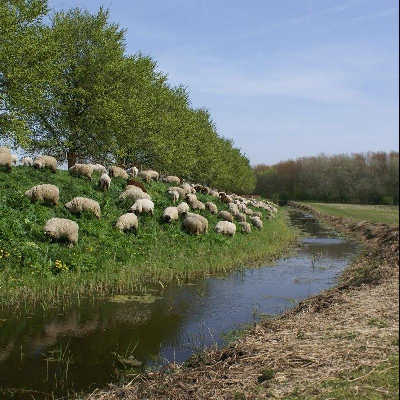 Rondwandeling Oud Verlaat en Nessebos