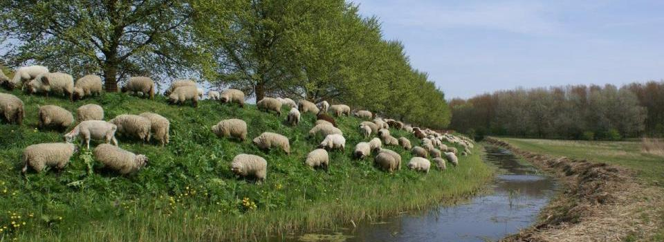 Rondwandeling Oud Verlaat en Nessebos