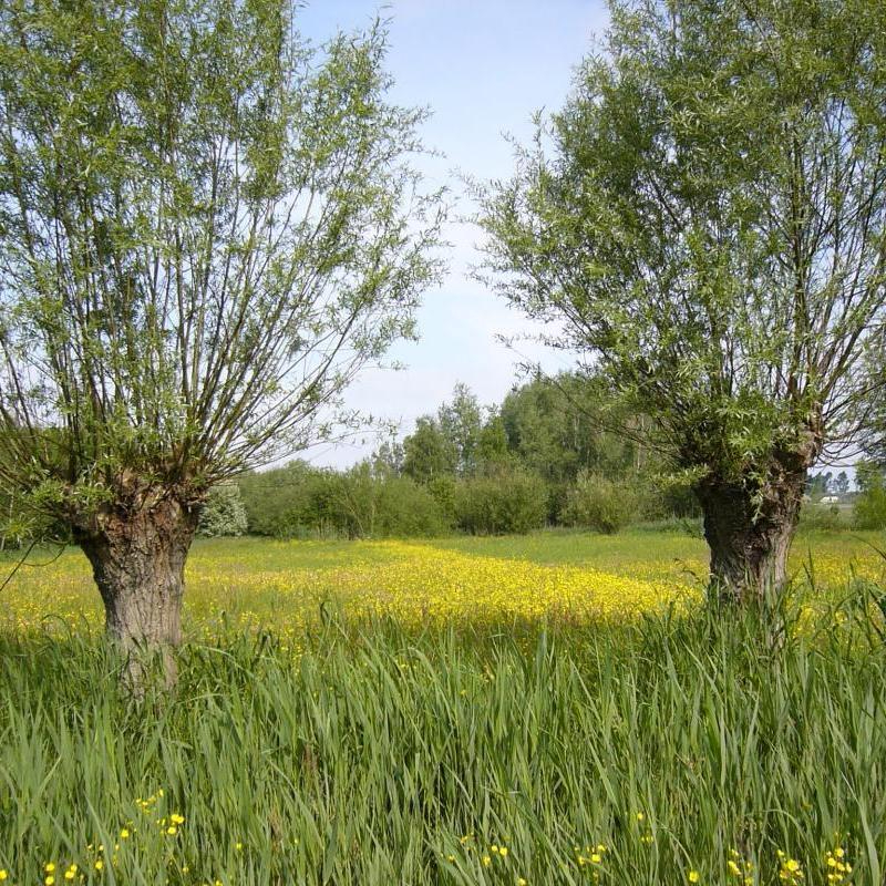 Beleveniswijzer Ommoordse Veld