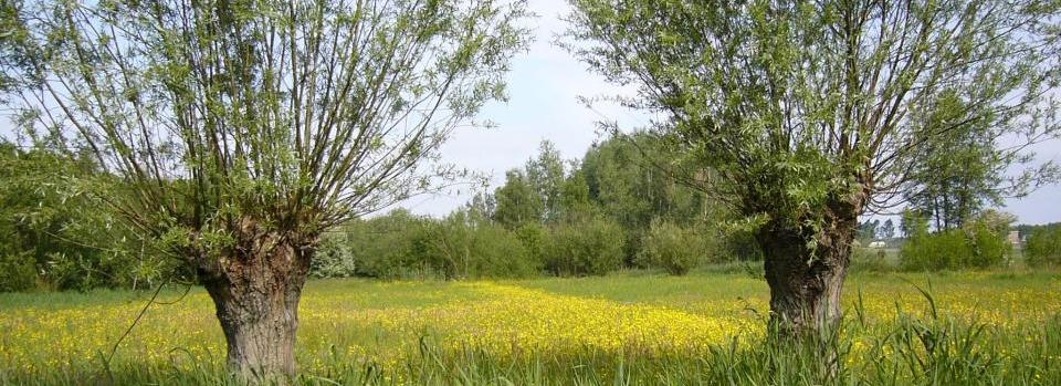 Beleveniswijzer Ommoordse Veld