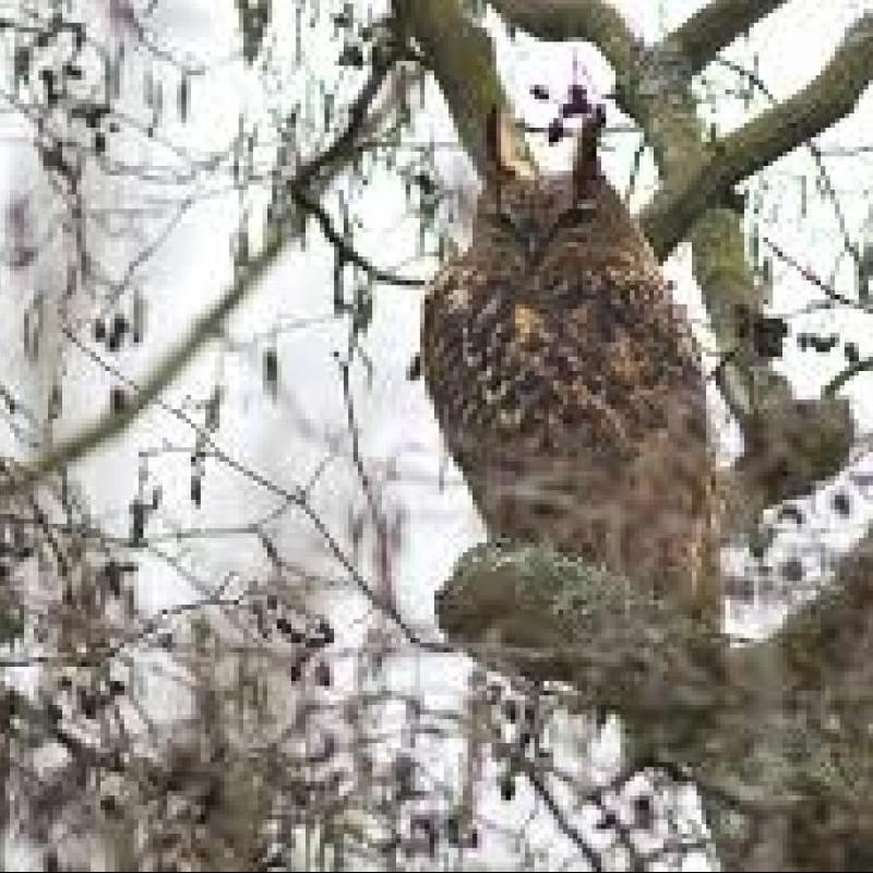 Oehoe gespot in Lage Bergse Bos