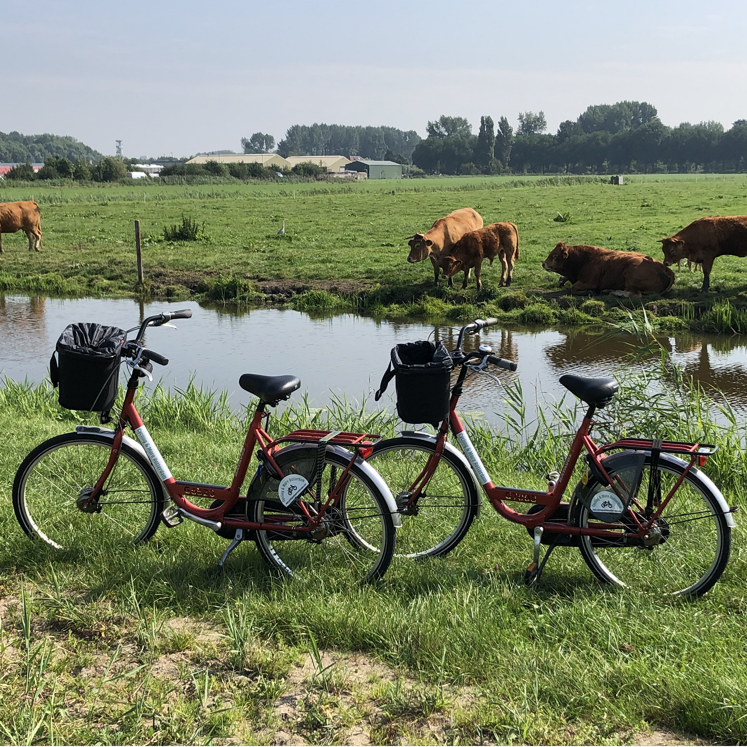 Fietsen en koeien